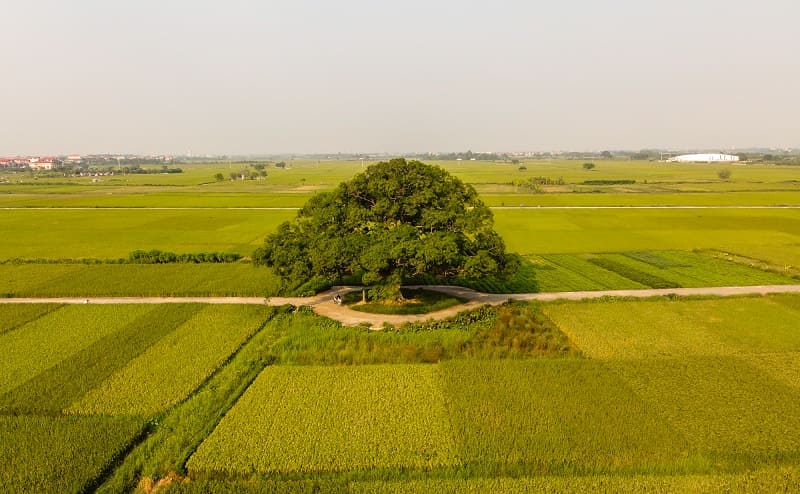 Nhiều ngôi chùa trồng muỗm, sấu để trang trí cảnh quan