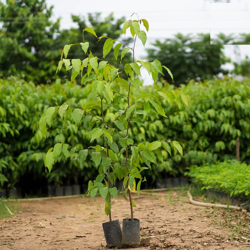 Tiến hành các công đoạn trồng cây giống đúng chuẩn